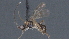  ( - CCDB-28469-H04)  @11 [ ] CreativeCommons - Attribution (2023) Michael Sharkey Centre for Biodiversity Genomics