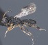  (Chelonus Malaise6274 - CCDB-28470-B01)  @11 [ ] CreativeCommons - Attribution (2023) Michael Sharkey Centre for Biodiversity Genomics