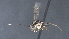  ( - CCDB-28470-B07)  @11 [ ] CreativeCommons - Attribution (2023) Michael Sharkey Centre for Biodiversity Genomics