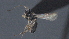  (Leptodrepana Malaise2607 - CCDB-28470-B08)  @11 [ ] CreativeCommons - Attribution (2023) Michael Sharkey Centre for Biodiversity Genomics