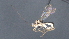  ( - CCDB-28470-D10)  @11 [ ] CreativeCommons - Attribution (2023) Michael Sharkey Centre for Biodiversity Genomics