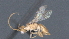  ( - CCDB-28470-D11)  @11 [ ] CreativeCommons - Attribution (2023) Michael Sharkey Centre for Biodiversity Genomics