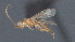  ( - CCDB-28470-E04)  @11 [ ] CreativeCommons - Attribution (2023) Michael Sharkey Centre for Biodiversity Genomics