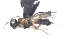  (Leptodrepana Malaise7834 - CCDB-28470-E10)  @11 [ ] CreativeCommons - Attribution (2023) Michael Sharkey Centre for Biodiversity Genomics