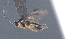  ( - CCDB-28470-F09)  @11 [ ] CreativeCommons - Attribution (2023) Michael Sharkey Centre for Biodiversity Genomics