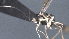  ( - CCDB-28470-F10)  @11 [ ] CreativeCommons - Attribution (2023) Michael Sharkey Centre for Biodiversity Genomics