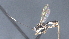  ( - CCDB-28470-G12)  @11 [ ] CreativeCommons - Attribution (2023) Michael Sharkey Centre for Biodiversity Genomics