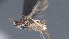  ( - CCDB-28470-H06)  @11 [ ] CreativeCommons - Attribution (2023) Michael Sharkey Centre for Biodiversity Genomics