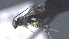  ( - CCDB-28471-A12)  @11 [ ] CreativeCommons - Attribution (2023) Michael Sharkey Centre for Biodiversity Genomics