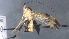  ( - CCDB-28471-B02)  @11 [ ] CreativeCommons - Attribution (2023) Michael Sharkey Centre for Biodiversity Genomics