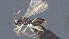  ( - CCDB-28471-D03)  @11 [ ] CreativeCommons - Attribution (2023) Michael Sharkey Centre for Biodiversity Genomics