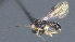  (opiMalaise01 Malaise9019 - CCDB-28471-D05)  @11 [ ] CreativeCommons - Attribution (2023) Michael Sharkey Centre for Biodiversity Genomics