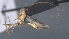  ( - CCDB-28471-D10)  @11 [ ] CreativeCommons - Attribution (2023) Michael Sharkey Centre for Biodiversity Genomics