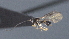  ( - CCDB-28471-E06)  @11 [ ] CreativeCommons - Attribution (2023) Michael Sharkey Centre for Biodiversity Genomics