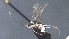  ( - CCDB-28471-F07)  @11 [ ] CreativeCommons - Attribution (2023) Michael Sharkey Centre for Biodiversity Genomics