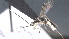  ( - CCDB-28471-H06)  @11 [ ] CreativeCommons - Attribution (2023) Michael Sharkey Centre for Biodiversity Genomics
