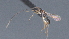  ( - CCDB-28472-B02)  @11 [ ] CreativeCommons - Attribution (2023) Michael Sharkey Centre for Biodiversity Genomics
