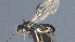  ( - CCDB-28472-B07)  @11 [ ] CreativeCommons - Attribution (2023) Michael Sharkey Centre for Biodiversity Genomics
