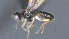  ( - CCDB-28472-C04)  @11 [ ] CreativeCommons - Attribution (2023) Michael Sharkey Centre for Biodiversity Genomics