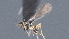  ( - CCDB-28472-C05)  @11 [ ] CreativeCommons - Attribution (2023) Michael Sharkey Centre for Biodiversity Genomics