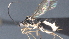  ( - CCDB-28472-E04)  @11 [ ] CreativeCommons - Attribution (2023) Michael Sharkey Centre for Biodiversity Genomics
