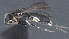  ( - CCDB-28472-E09)  @11 [ ] CreativeCommons - Attribution (2023) Michael Sharkey Centre for Biodiversity Genomics