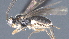  ( - CCDB-28472-G08)  @11 [ ] CreativeCommons - Attribution (2023) Michael Sharkey Centre for Biodiversity Genomics