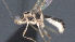  ( - CCDB-28472-H03)  @11 [ ] CreativeCommons - Attribution (2023) Michael Sharkey Centre for Biodiversity Genomics
