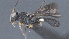  ( - CCDB-28472-H09)  @11 [ ] CreativeCommons - Attribution (2023) Michael Sharkey Centre for Biodiversity Genomics