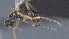  ( - CCDB-28472-H11)  @11 [ ] CreativeCommons - Attribution (2023) Michael Sharkey Centre for Biodiversity Genomics