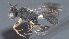  ( - CCDB-28473-A01)  @11 [ ] CreativeCommons - Attribution (2023) Michael Sharkey Centre for Biodiversity Genomics