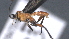  ( - CCDB-28473-A08)  @11 [ ] CreativeCommons - Attribution (2023) Michael Sharkey Centre for Biodiversity Genomics