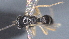  ( - CCDB-28473-D09)  @11 [ ] CreativeCommons - Attribution (2023) Michael Sharkey Centre for Biodiversity Genomics