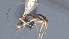  ( - CCDB-28473-E06)  @11 [ ] CreativeCommons - Attribution (2023) Michael Sharkey Centre for Biodiversity Genomics
