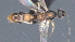  ( - CCDB-28473-E09)  @11 [ ] CreativeCommons - Attribution (2023) Michael Sharkey Centre for Biodiversity Genomics