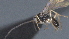  ( - CCDB-28473-F11)  @11 [ ] CreativeCommons - Attribution (2023) Michael Sharkey Centre for Biodiversity Genomics