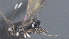  ( - CCDB-28474-A07)  @11 [ ] CreativeCommons - Attribution (2023) Michael Sharkey Centre for Biodiversity Genomics