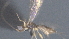  (Heterospilus Malaise1893 - CCDB-28474-A09)  @11 [ ] CreativeCommons - Attribution (2023) Michael Sharkey Centre for Biodiversity Genomics