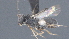  ( - CCDB-28474-B07)  @11 [ ] CreativeCommons - Attribution (2023) Michael Sharkey Centre for Biodiversity Genomics
