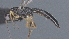  ( - CCDB-28474-C08)  @11 [ ] CreativeCommons - Attribution (2023) Michael Sharkey Centre for Biodiversity Genomics