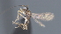  ( - CCDB-28474-D12)  @11 [ ] CreativeCommons - Attribution (2023) Michael Sharkey Centre for Biodiversity Genomics