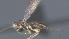  (Heterospilus Malaise2522 - CCDB-28474-F01)  @11 [ ] CreativeCommons - Attribution (2023) Michael Sharkey Centre for Biodiversity Genomics