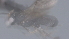 ( - CCDB-28474-F03)  @11 [ ] CreativeCommons - Attribution (2023) Michael Sharkey Centre for Biodiversity Genomics