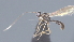  (Heterospilus Malaise3623 - CCDB-28474-H05)  @11 [ ] CreativeCommons - Attribution (2023) Michael Sharkey Centre for Biodiversity Genomics