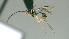 ( - CCDB-38206-A02)  @11 [ ] CreativeCommons - Attribution Share Alike (2024) CBG Photography Group Centre for Biodiversity Genomics