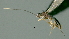  ( - CCDB-38207-A01)  @11 [ ] CreativeCommons - Attribution (2023) Michael Sharkey Centre for Biodiversity Genomics