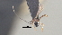  ( - CCDB-38207-A05)  @11 [ ] CreativeCommons - Attribution (2023) Michael Sharkey Centre for Biodiversity Genomics
