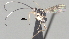  ( - CCDB-38207-B06)  @11 [ ] CreativeCommons - Attribution (2023) Michael Sharkey Centre for Biodiversity Genomics