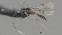  ( - CCDB-38207-C06)  @11 [ ] CreativeCommons - Attribution (2023) Michael Sharkey Centre for Biodiversity Genomics