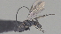  (Dolichogenidea Janzen23DHJ03 - CCDB-38207-E05)  @11 [ ] CreativeCommons - Attribution (2023) Michael Sharkey Centre for Biodiversity Genomics